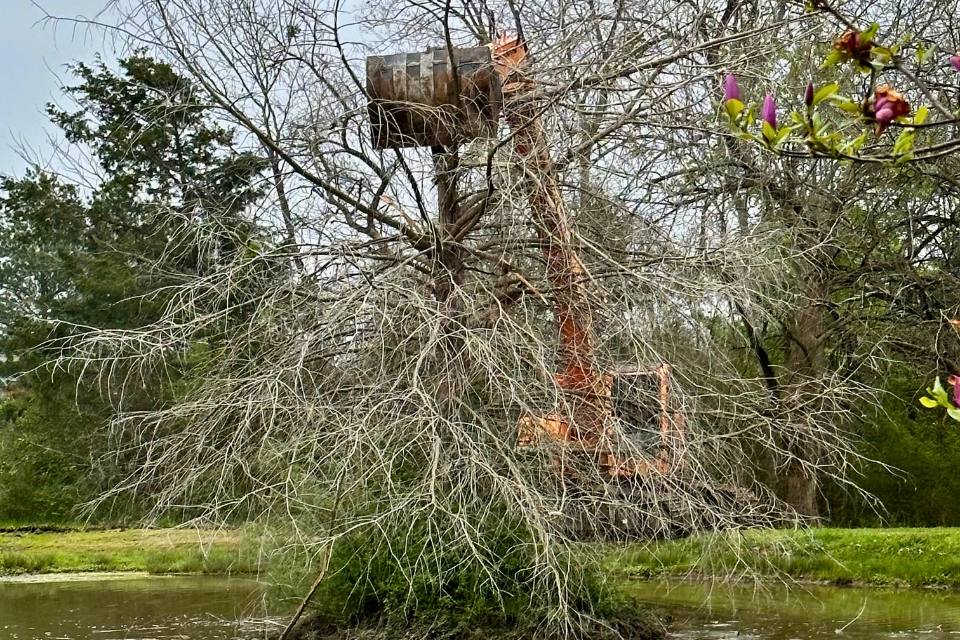 Starting excavation of dead tree in middle of pond