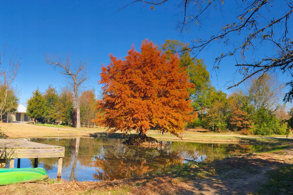 Sometimes Things Get Worse Before Getting Better | Autumn orange cypress tree in middle of pond