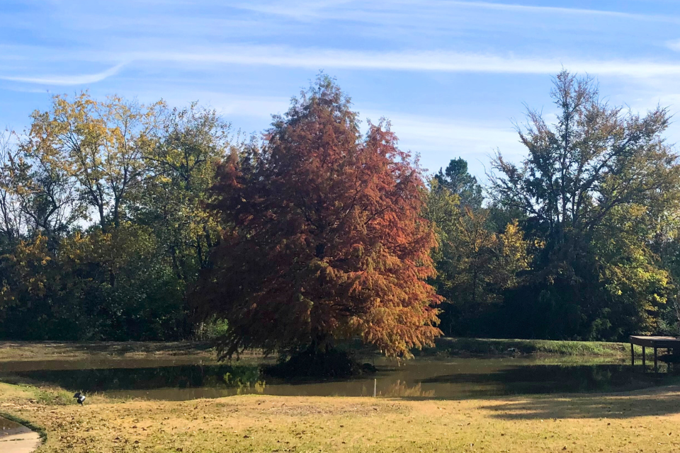 Sometimes Things Get Worse Before Getting Better | Partial autumn color changes for cypress tree in middle of pond