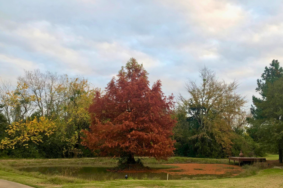 Sometimes Things Get Worse Before Getting Better | Autumn red-orange cypress tree in middle of pond