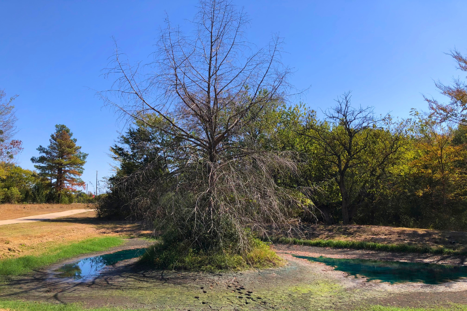 Sometimes Things Get Worse Before Getting Better | Dead cypress tree in middle of dried up pond