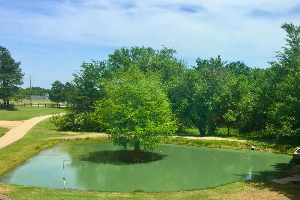 Sometimes Things Get Worse Before Getting Better | Green cypress tree in middle of pond